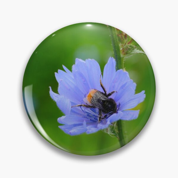 Item preview, bumblebee on chicory flower designed and sold by mrivserg.