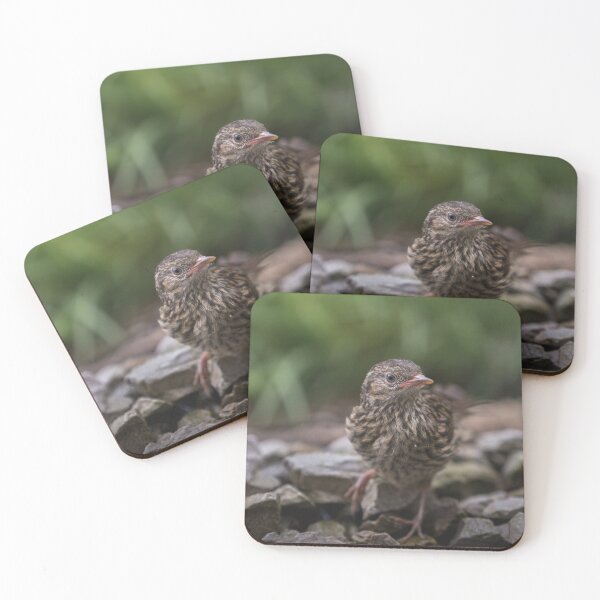 Item preview, Juvenile Dunnock in the garden designed and sold by Kipcio.