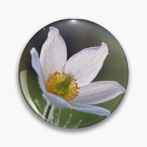 Item preview, Pulsatilla Pinwheel White. designed and sold by John Ray.