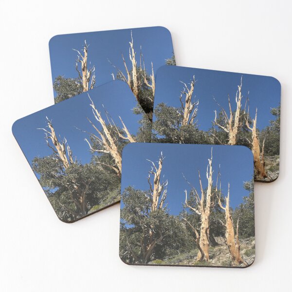 Item preview, Bristlecone Pine Trees in the White Mountains California designed and sold by Trevor and Photos.