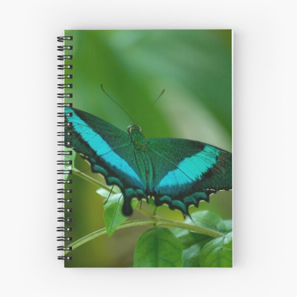 Item preview, Imperial Butterfly designed and sold by Diego Re.