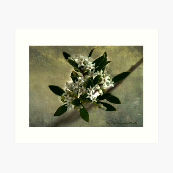 Item preview, Coastal Bearded Heath designed and sold by pcbermagui.
