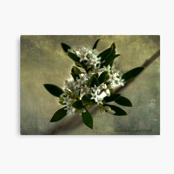 Item preview, Coastal Bearded Heath designed and sold by pcbermagui.