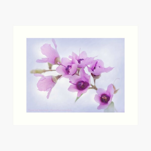 Item preview, Mint Bush Flowers designed and sold by pcbermagui.