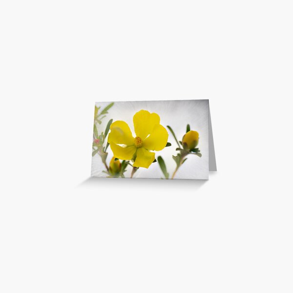 Item preview, Guinea Flower Sunburst designed and sold by pcbermagui.