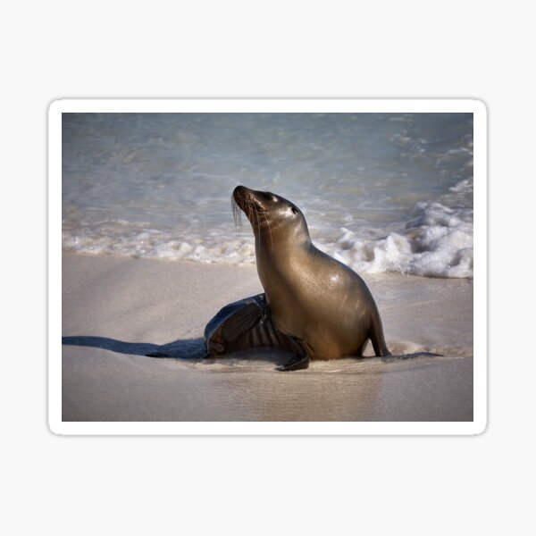 Silky Sea Lion Sticker