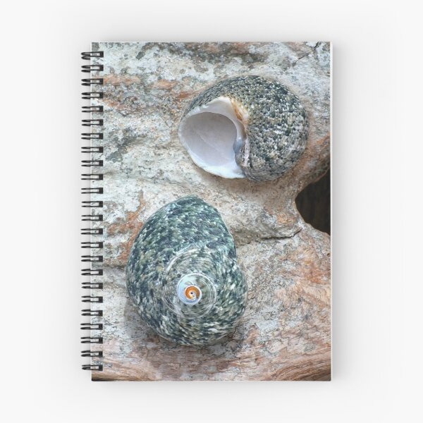 Item preview, Rough Turban Seashells designed and sold by Kathilee.
