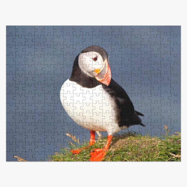Watercolor Bird, Atlantic Puffins 45, Westman Islands, Iceland Jigsaw Puzzle