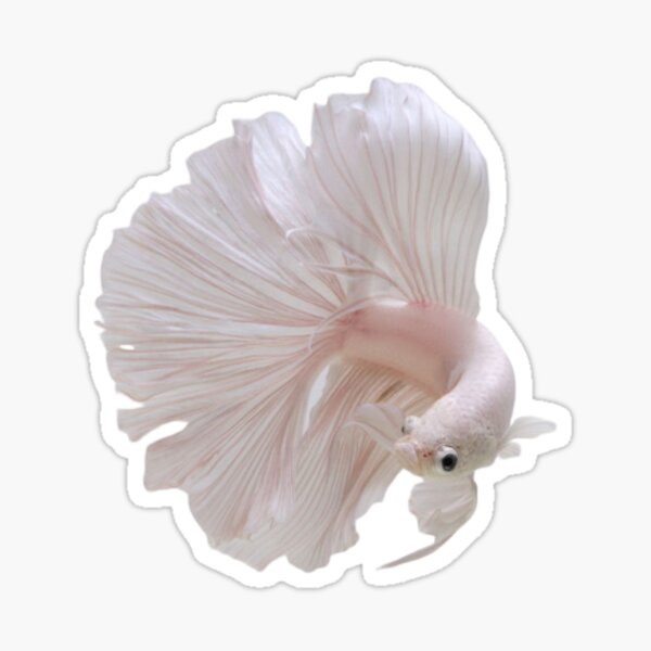 White betta best sale fish for sale