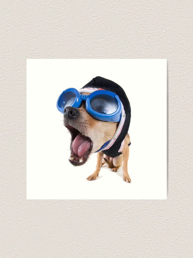 dog with glasses and hat