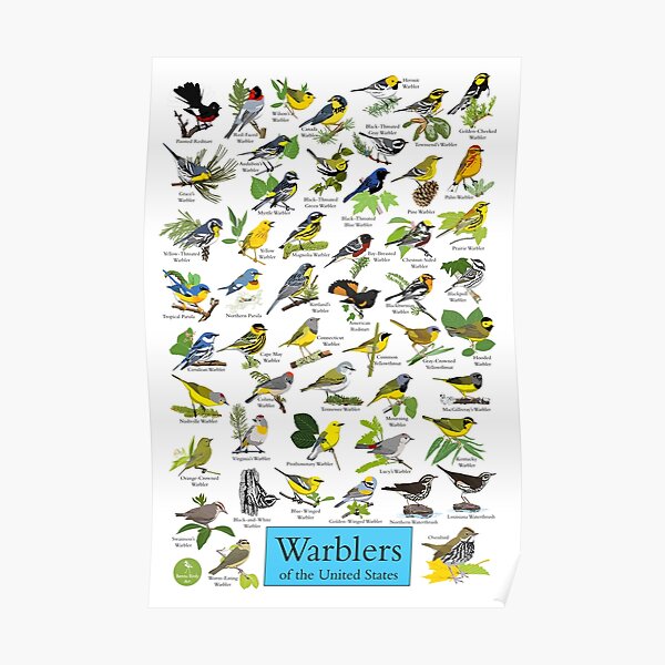 Warblers of the United States Poster