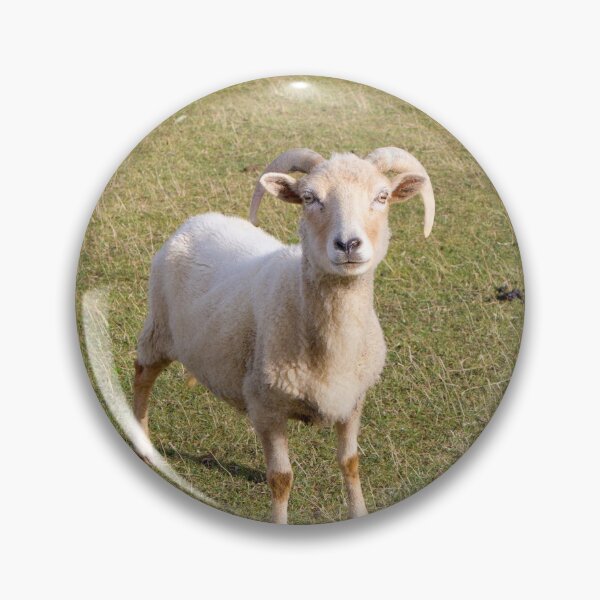 Item preview, Portland Sheep Rare Breed From UK designed and sold by acceleratorhams.