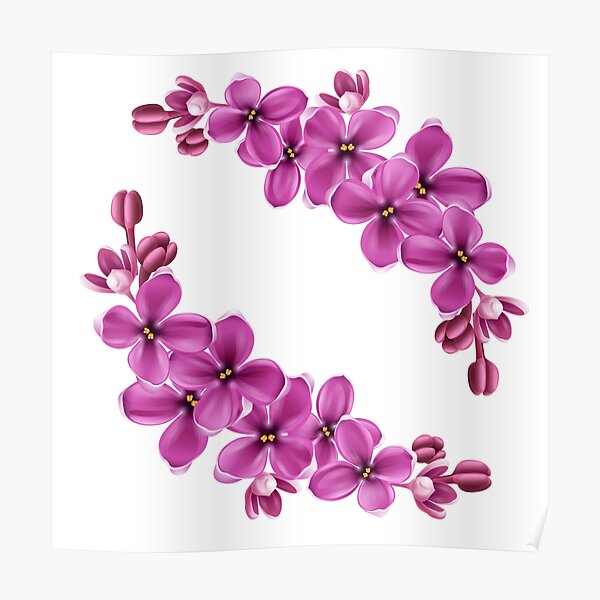 Póster «Hermosas flores lilas» de shchedrina | Redbubble