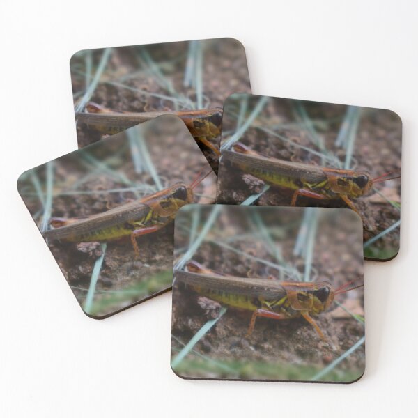Item preview, Grasshopper designed and sold by ILove-Photos.