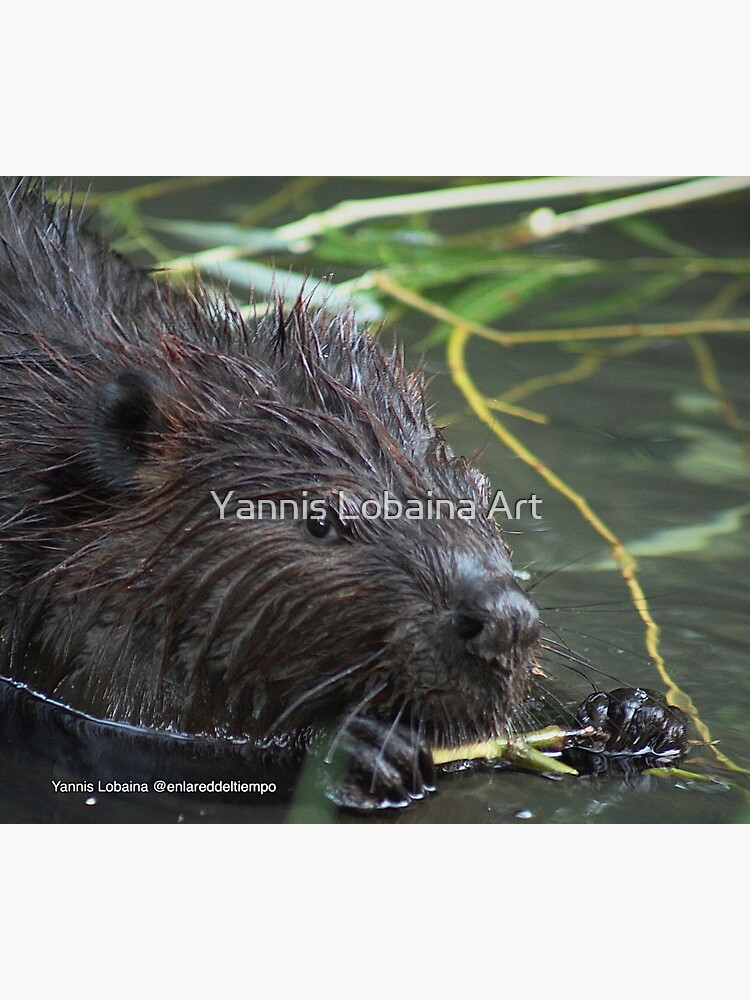 The hungry beaver By Yannis Lobaina by lobaina1979
