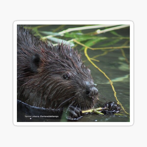The hungry beaver By Yannis Lobaina Sticker
