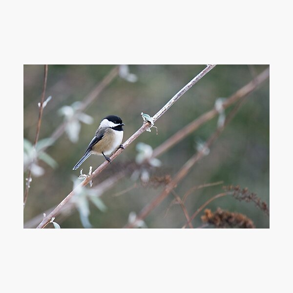 Item preview, Black-capped Chickadee (Poecile atricapillus) rests on a branch designed and sold by Michael Russell Photography.