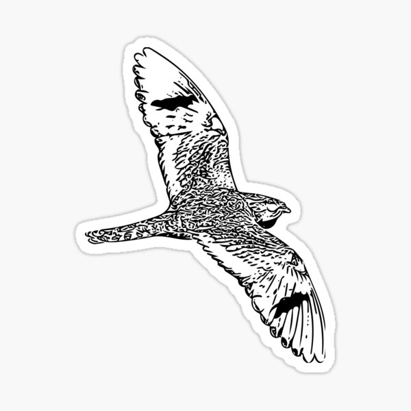 " Common Nighthawk Black Print " Sticker for Sale by designsasstultd