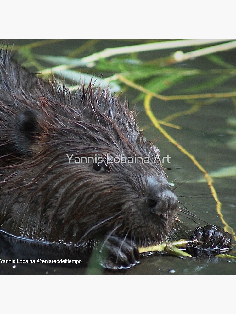 The hungry beaver By Yannis Lobaina by lobaina1979