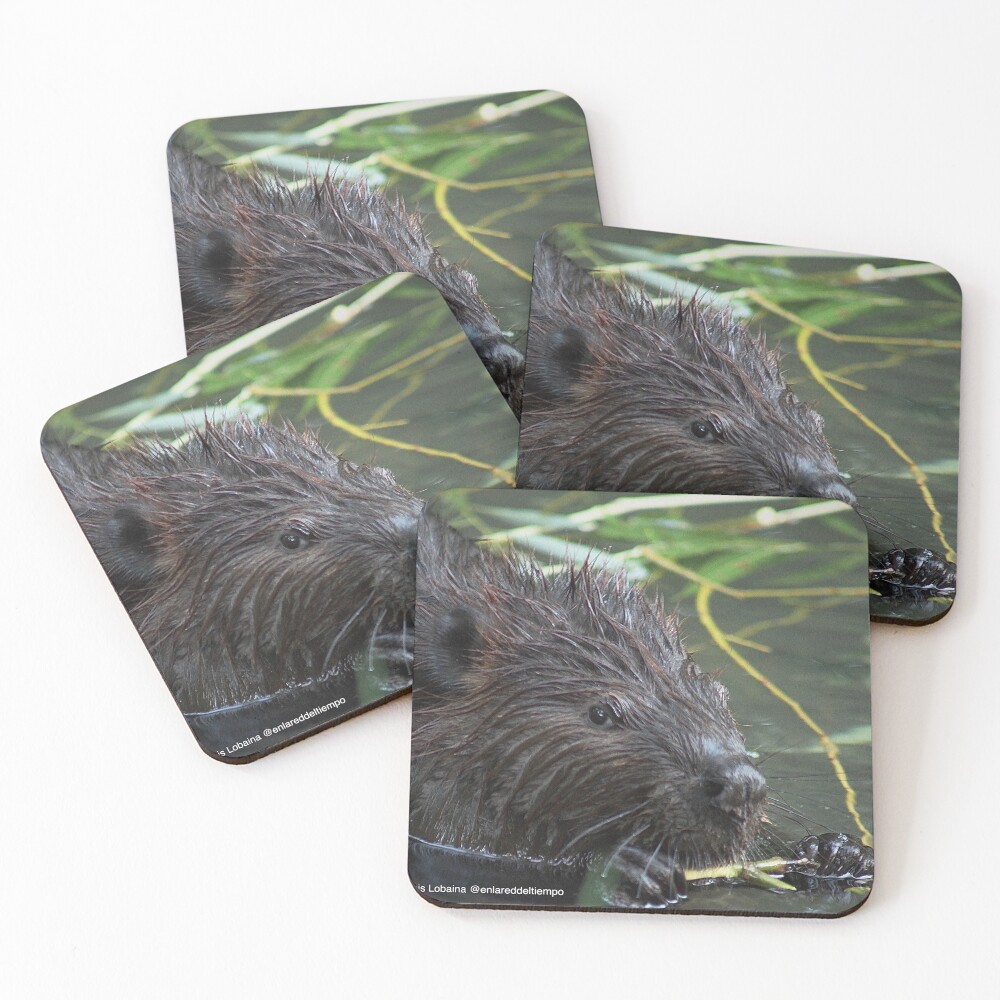 The hungry beaver By Yannis Lobaina Coasters (Set of 4)