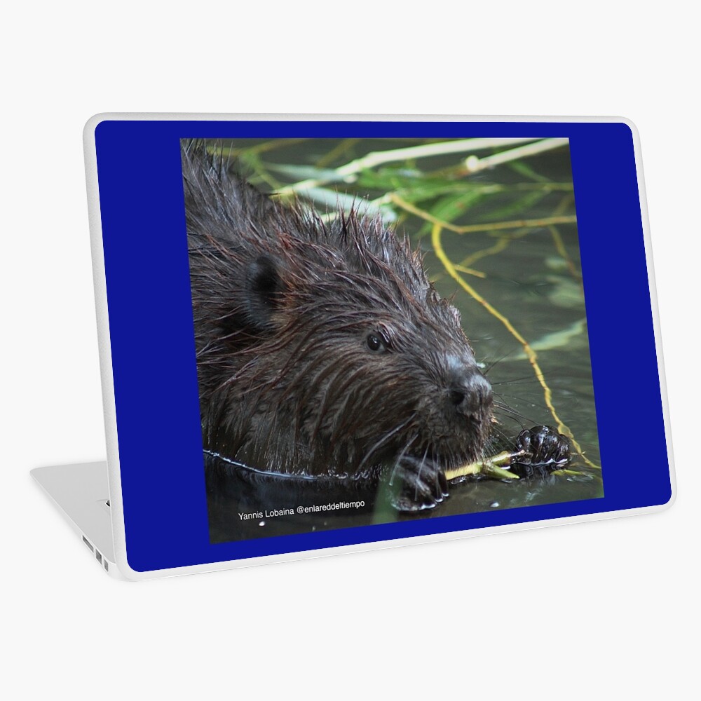 The hungry beaver By Yannis Lobaina Laptop Skin