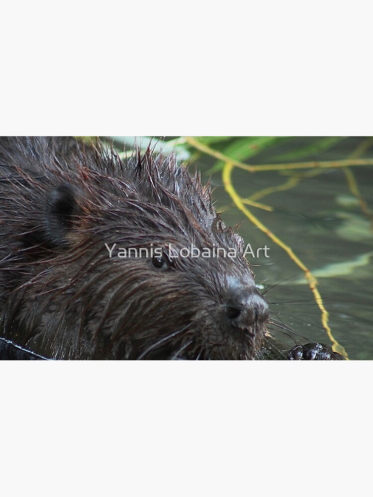 The hungry beaver By Yannis Lobaina by lobaina1979