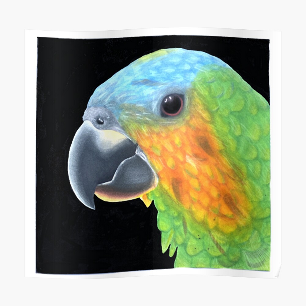 Parrot