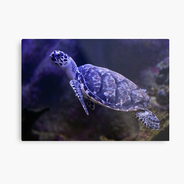 Artikel-Vorschau von Tortuga Turtle - Mexico, designt und verkauft von ScottW60.