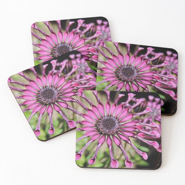 Item preview, Osteospermum – ‘Whirlygig’ designed and sold by Marilyn Harris.