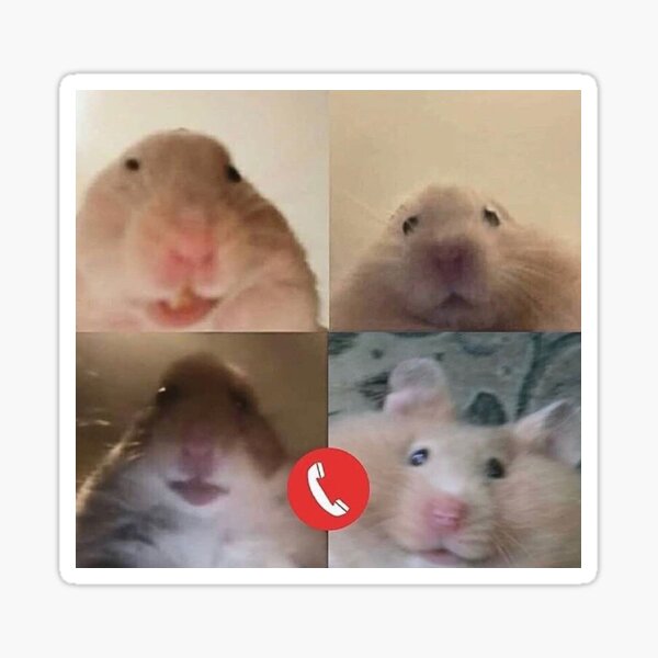 Facetime Hamster Meme Gifts Merchandise Redbubble
