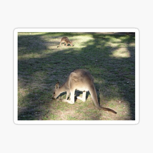 Item preview, Kangaroo & Joey, Geehi Camp Ground, Australia 2013 designed and sold by muz2142.