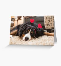 Bernese Mountain Dogs love Valentine's Day Greeting Card