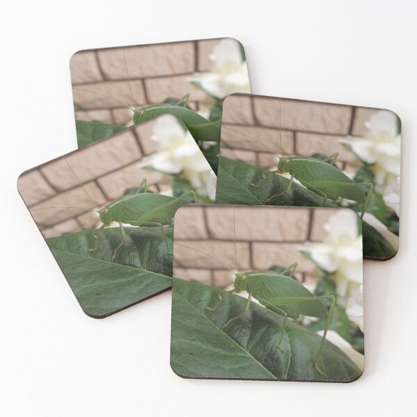 Item preview, "Katydid".......What Katydid or What Katydid Next......... designed and sold by Marilyn Harris.
