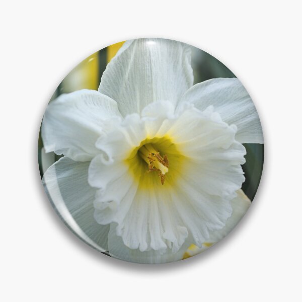 Item preview, White Daffodil Capped designed and sold by Joy Watson - Natural Light Photography .