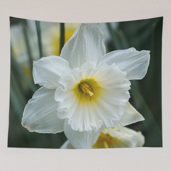 Item preview, White Daffodil Capped designed and sold by Joy Watson - Natural Light Photography .