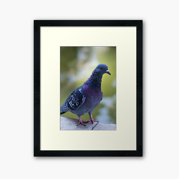 Item preview, Pigeon designed and sold by Alex Wagner.