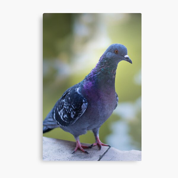 Item preview, Pigeon designed and sold by Alex Wagner.