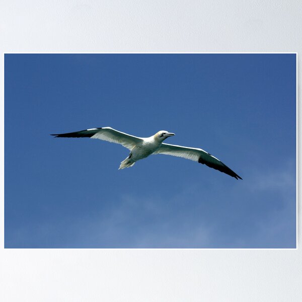 Item preview, GANNET designed and sold by TomBaumker.