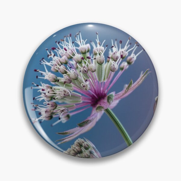 Item preview, Astrantia. designed and sold by John Ray.