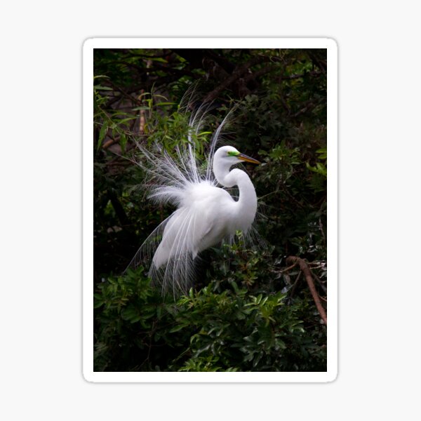 Item preview, On Display - Great Egret designed and sold by James Cumming.