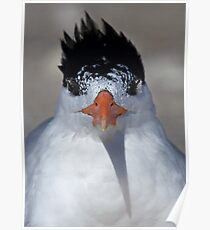 Mascara: How much is too much? Royal Tern Poster
