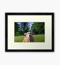 Golden Retriever Framed Print