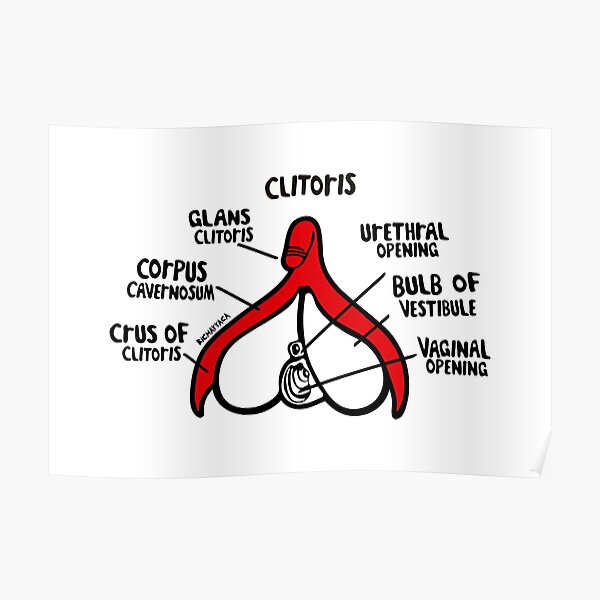 clitoral anatomy Poster