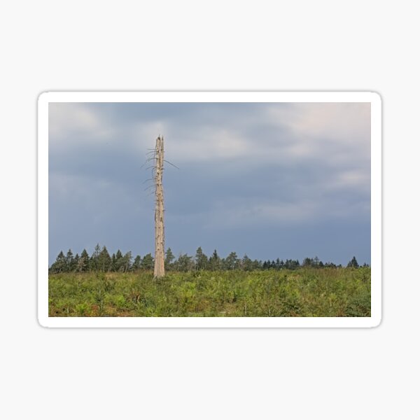 Dead tree in an Ardennes landscape Sticker