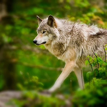 Imagen de la obra Timber Wolf de WolvesOnly