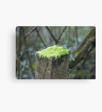 Mossy cap Canvas Print
