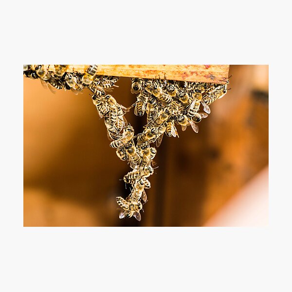 Bee Acrobats Photographic Print