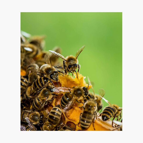 Honeycomb for Breakfast Photographic Print