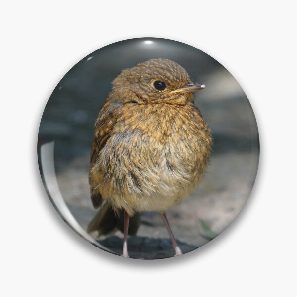 Item preview, Baby robin designed and sold by GreyFeatherPhot.