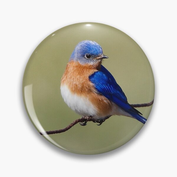 Item preview, Beautiful Eastern Bluebird designed and sold by BRENDA DOHERTY.